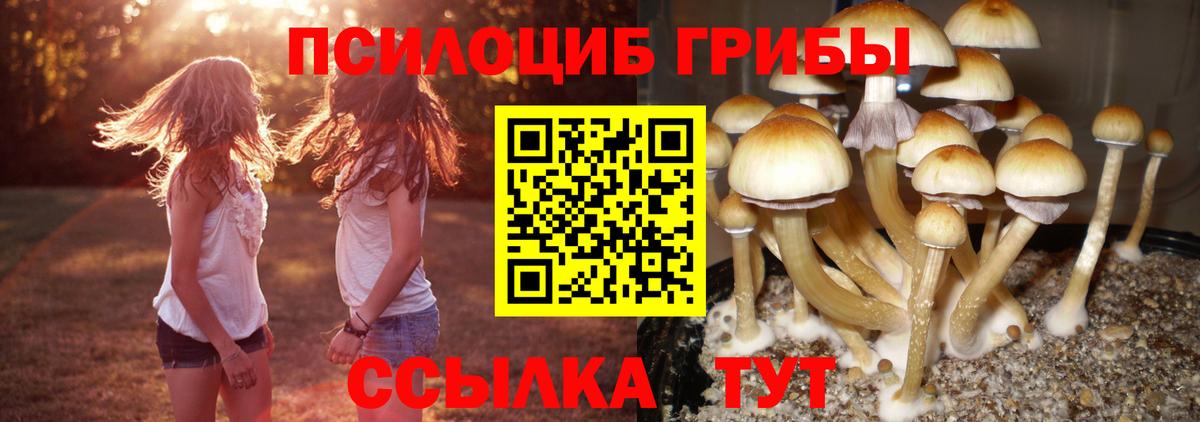 Псилоцибиновые грибы прущие грибы Тайшет