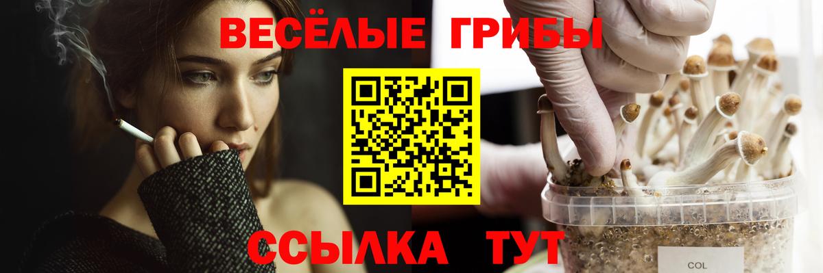 Псилоцибиновые грибы ЛСД  цены наркотик  Вход с VPN  Тайшет  Псилоцибиновые грибы мицелий 